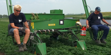 Aardappelselecteurs gezocht voor de periode juni tot begin augustus