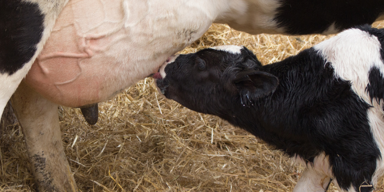 Abiant hygiëneprotocol mond-en klauwzeer