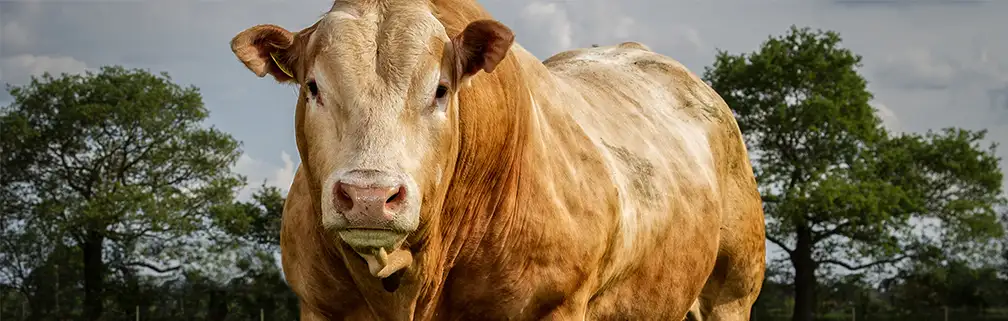 Werken met stieren? Voorkom ongelukken